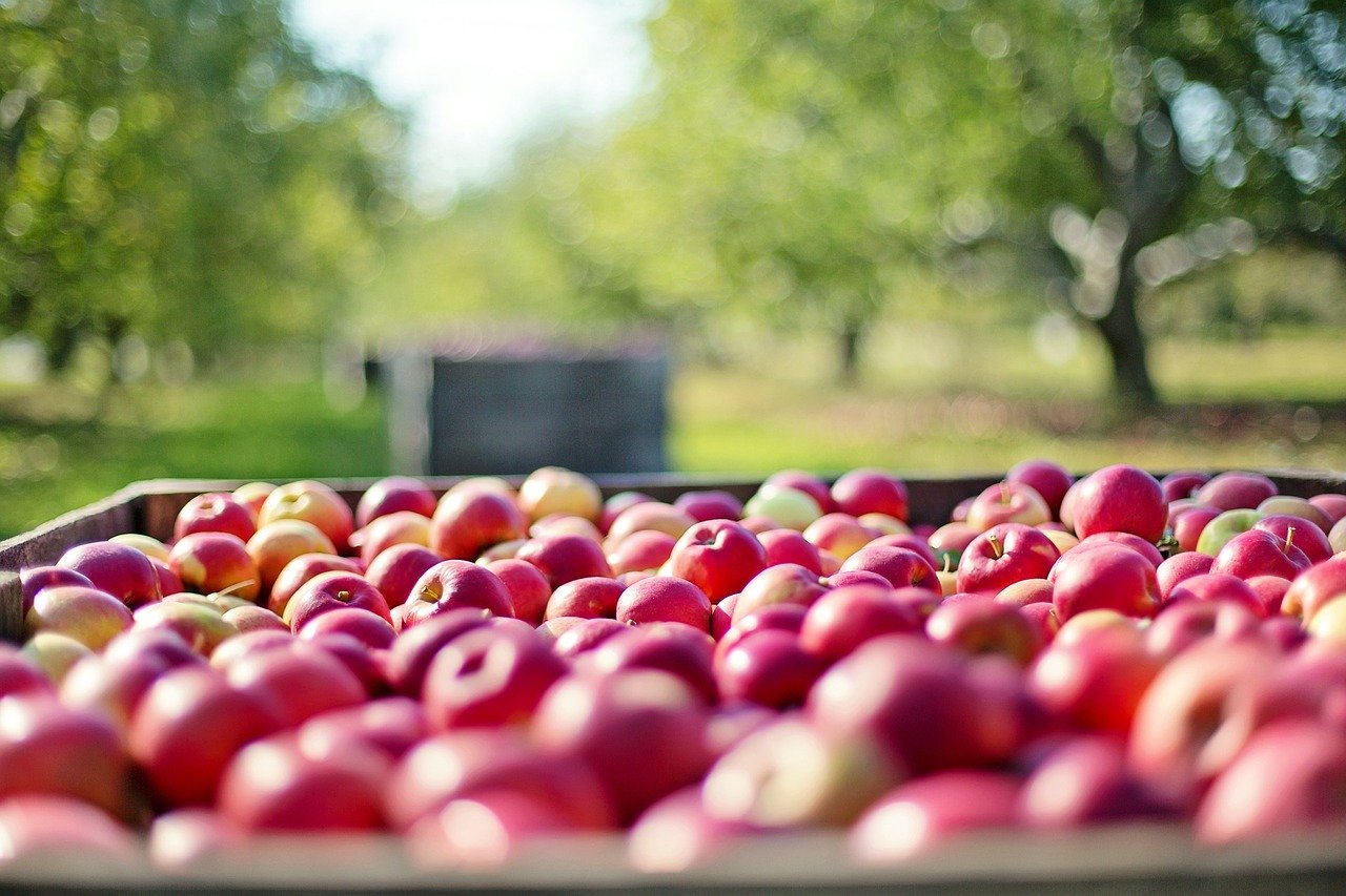 apples, fall, autumn