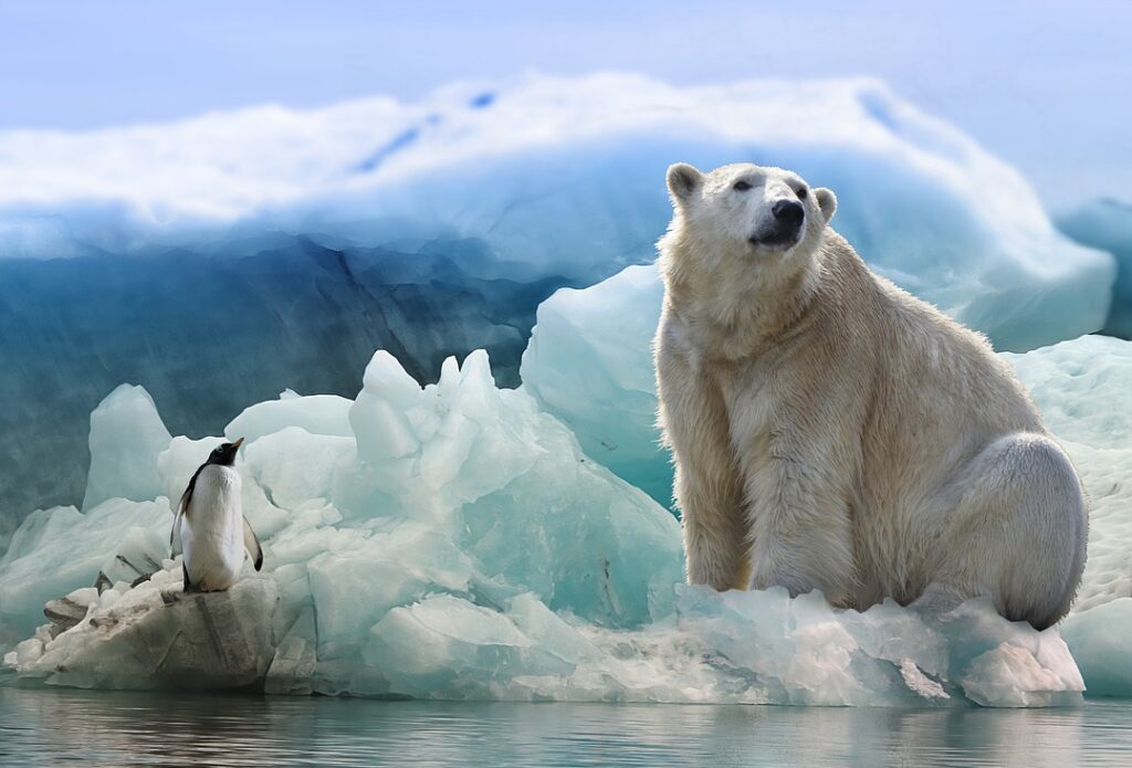 polar bear, penguin, arctic